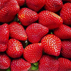 plan serré sur des fraises mûres rouges et brillantes