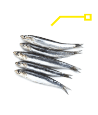 SARDINE